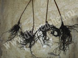 Корневая система однолетних саженцев