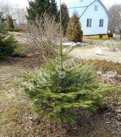 Пихта почкочешуйная (белокорая) — Abies nephrolepis Maxim.