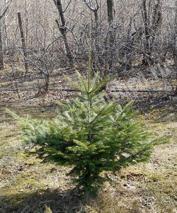 Пихта почкочешуйная (белокорая) — Abies nephrolepis Maxim.