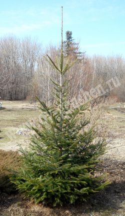 Пихта почкочешуйная (белокорая) — Abies nephrolepis Maxim.