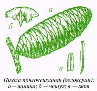 Пихта почкочешуйная (белокорая) (Abies nephrolepis (Trautv.) Maxim.)