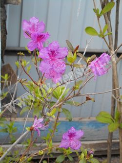 Рододендрон даурский — Rhododendron dahuricum L.