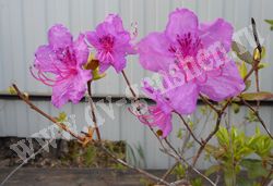 Рододендрон даурский — Rhododendron dahuricum L.