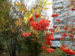 Рябина амурская (похуашаньская) — Sorbus amurensis Koehne (Sorbus pohuashanensis Hance)