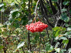 Рябина амурская (похуашаньская) — Sorbus amurensis Koehne (Sorbus pohuashanensis Hance)