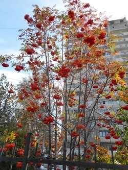 Рябина амурская (похуашаньская) — Sorbus amurensis Koehne (Sorbus pohuashanensis Hance)