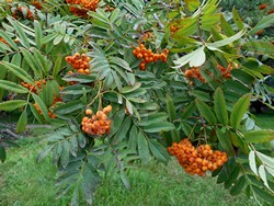 Рябина амурская (похуашаньская) — Sorbus amurensis Koehne (Sorbus pohuashanensis Hance)