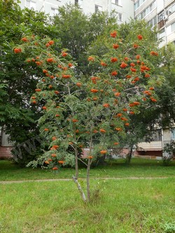 Рябина амурская (похуашаньская) — Sorbus amurensis Koehne (Sorbus pohuashanensis Hance)