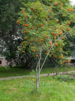 Рябина амурская (похуашаньская) — Sorbus amurensis Koehne (Sorbus pohuashanensis Hance)
