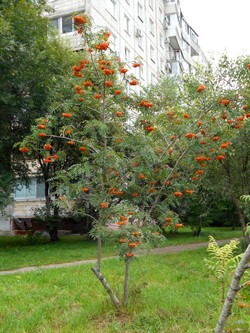 Рябина амурская (похуашаньская) — Sorbus amurensis Koehne (Sorbus pohuashanensis Hance)