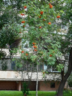 Рябина амурская (похуашаньская) — Sorbus amurensis Koehne (Sorbus pohuashanensis Hance)