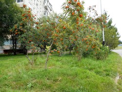 Рябина амурская (похуашаньская) — Sorbus amurensis Koehne (Sorbus pohuashanensis Hance)