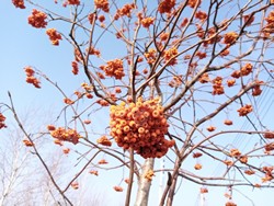 Рябина амурская (похуашаньская) — Sorbus amurensis Koehne (Sorbus pohuashanensis Hance)