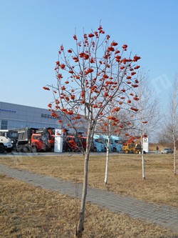 Рябина амурская (похуашаньская) — Sorbus amurensis Koehne (Sorbus pohuashanensis Hance)
