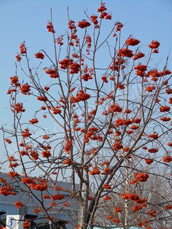 Рябина амурская (похуашаньская) — Sorbus amurensis Koehne (Sorbus pohuashanensis Hance)