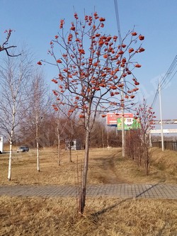 Рябина амурская (похуашаньская) — Sorbus amurensis Koehne (Sorbus pohuashanensis Hance)