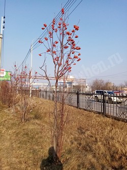 Рябина амурская (похуашаньская) — Sorbus amurensis Koehne (Sorbus pohuashanensis Hance)