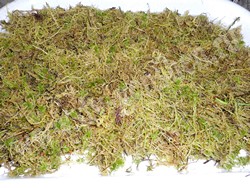 Мох сфагнум (Sphagnum)