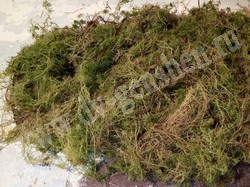 Мох сфагнум (Sphagnum)