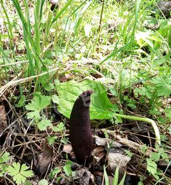 Симплокарпус вонючий — Symplocarpus foetidus (L.) Salisb.