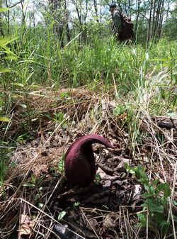 Симплокарпус вонючий — Symplocarpus foetidus (L.) Salisb.