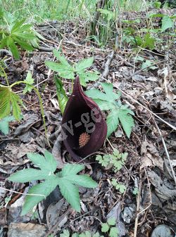 Симплокарпус вонючий — Symplocarpus foetidus (L.) Salisb.