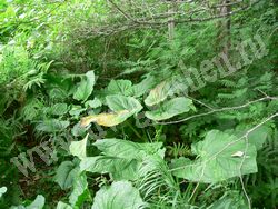 Симплокарпус вонючий — Symplocarpus foetidus (L.) Salisb.