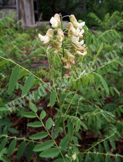 Софора желтоватая (желтеющая) – Sophora flavescens Ait.