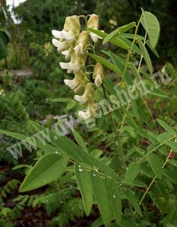 Софора желтоватая (желтеющая) – Sophora flavescens Ait.