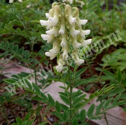 Софора желтоватая (желтеющая) – Sophora flavescens Ait.