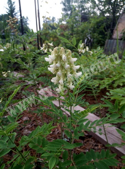 Софора желтоватая (желтеющая) – Sophora flavescens Ait.