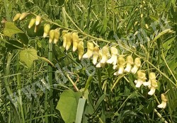 Софора желтоватая (желтеющая) – Sophora flavescens Ait.