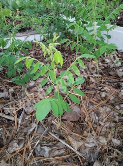 Софора желтоватая (желтеющая) – Sophora flavescens Ait.