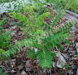 Софора желтоватая (желтеющая) – Sophora flavescens Ait.