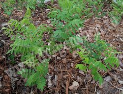 Софора желтоватая (желтеющая) – Sophora flavescens Ait.