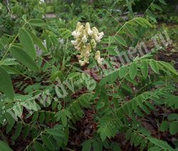 Софора желтоватая (желтеющая) – Sophora flavescens Ait.