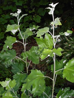 Тополь серебристый (белый) – Populus alba L.