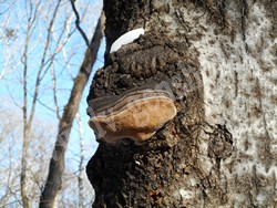 Трутовик ложный осиновый (трутовик осиновый) – Phellinus tremulae Bond. (Bond. et Boriss.)