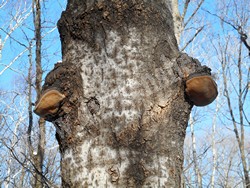 Трутовик ложный осиновый (трутовик осиновый) – Phellinus tremulae Bond. (Bond. et Boriss.)