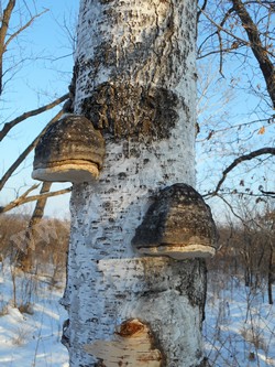 Трутовик настоящий (обыкновенный) – Fomes fomentarius (L.) Fr. 