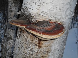 Трутовик окаймлённый (древесная губка) – Fomitopsis pinicola (Sw.) P.Karst.