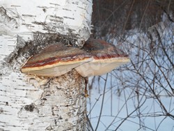 Трутовик окаймлённый (древесная губка) – Fomitopsis pinicola (Sw.) P.Karst.