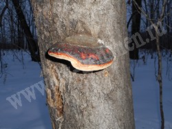 Трутовик окаймлённый (древесная губка) – Fomitopsis pinicola (Sw.) P.Karst.