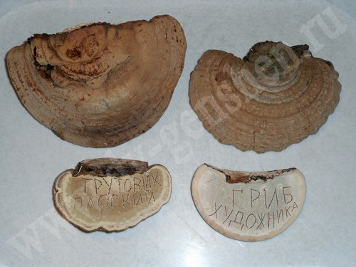 Трутовик плоский – Ganoderma applanatum (Pers.) Pat.