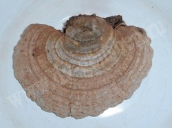 Трутовик плоский – Ganoderma applanatum (Pers.) Pat.