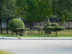 Вяз (ильм) мелколистный, приземистый, низкий – Ulmus pumila L.