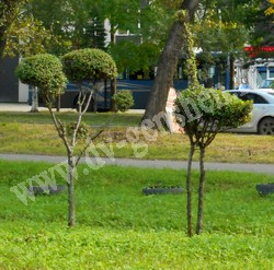 Вяз (ильм) мелколистный, приземистый, низкий – Ulmus pumila L.