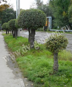 Вяз (ильм) мелколистный, приземистый, низкий – Ulmus pumila L.