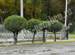 Вяз (ильм) мелколистный, приземистый, низкий – Ulmus pumila L.