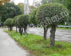 Вяз (ильм) мелколистный, приземистый, низкий – Ulmus pumila L.